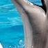 Дельфины танцуют Под Океан Эльзы и Фреди Меркури