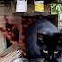 KUCING CELENO DISERANG SEMUT RAKSASA Shorts
