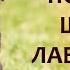 Покупка щенка лабрадора Как купить и не ошибиться