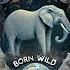 60 Off BORN WILD A Fantastic Wild Animal Sound Effects Library