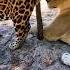 Jaguar BLASTS Lion