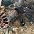 Rare Footage GIANT Bird Eating Tarantula