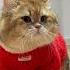 No Trucks Allowed Here Paw Puff Cat