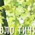 Вірш Ви знаєте як липа шелестить слухати аудіо Павло Тичина