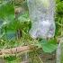 Unique Way To Grow Gourds In Plastic Bottles Grow Gourds For Family Meals