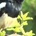 Panggilan Close Up Oriental Magpie Robin Punakha Bhutan