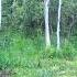 Самка косули видео с фотоловушки