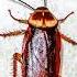 Cockroach Sound