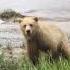 Grizzly Bear Charge In Remote Alaska