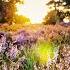 Enchanting Impressions Beautiful Landscapes And Relaxing Instrumental Music For Stress Relief