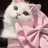 Like A Kitty In The House Song Nightcore Shorts