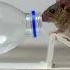 How To Make A Water Bottle Mouse Rat Trap Shorts Mousetrap Rattrap