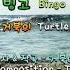 Kpop 빙고 Bingo 거북이 Turtles Eng Sub