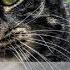 10 фактов о кошках после которых вы полюбите их еще сильнее 10 Facts About Cats