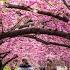 MOST BEAUTIFUL Cherry Blossom Trees In The World