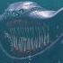 Deep Sea Creatures Are Found Great White Shark Vs El Gran Maja