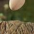 Chicken Run 2 Coming 15th December