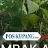 Detik Detik KKB Papua Tembak Aparat Di Atas Mobil Yang Tengah Melintas