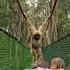 Gibbon Swings Over Family While Crossing A Bridge