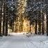 Snowy Roads