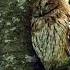 Natugle Tawny Owl Strix Aluco