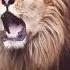 Lion Sound Lion Roaring Roar Sound Shorts