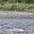 Across The Kennebec River On A Canoe Appalachian Trail Thru Hike 2024 Day 169