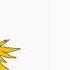 Jolteon Theme Song