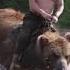 PUTIN RIDING BEAR REAL FOOTAGE 2018