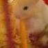 Guys Hamsternya Itu Kk Adik Tocalifeworld Tocaboca Draw Tocalifestory Unicorn Kuromi