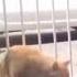 Cat Gets Mad At Door Meme