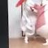 FatFoont Давай Попробуем Official ChickenMom ENG Dance Video