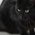 Adopt Or Foster Nera