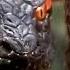 Anaconda Doesn T Back Down Till It Gets Their Buns Anaconda 1997 Screenfinity Action