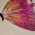 Oil Pastels Butterfly Drawing Butterfly Oilpainting Butterflydrawing Ytshortsvideo Ytshorts