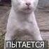 Кот думает что он ПИТБУЛЬ