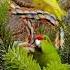 Kakariki Christmas Tree Branches For The Red Crowned Birds