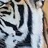 WILD TIGERS IN AFRICA ART AND EARTHHOUR 2020