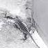 Lizard Found Inside Home Lizard