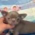 чихуахуа чих Dog собакадругчеловека собаки собакавдом Chihuahua чихуахуамосква чихуашка