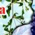 Шовда Дамаева КРАСИВАЯ ЧЕЧЕНСКАЯ ПЕСНЯ