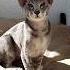 Мальчишка хулиган ориентальныйкотенок веселыекоты Cat ориенталы ориентальнаяпорода орики