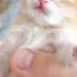 Cat Charo S Baby Kittens Eyes Will Be Opening Soon