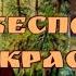 Душевная песня ДАРОМ Бесподобно красивый клип