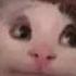 Very Polite Cat Sings Numa Numa