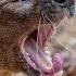 Fossa The Madagascar Killer