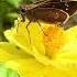 Morning Beauty Butterfly Collecting Honey From Zinnia Flower Nature Awesom Video Full HD