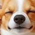 DOG MUSIC Relaxing Sleep Sounds To Soothe Anxious Restless Dogs