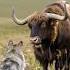 Wild Yak Yak Stands Firm As Wolf Approaches Cautiously Shortsviral Wildlife Animals