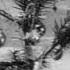 Рождество у обитателей леса 1913 The Insects Christmas